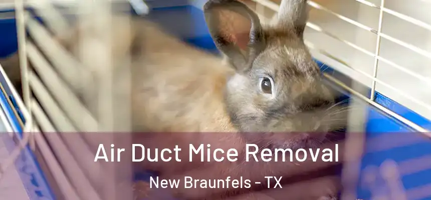  Air Duct Mice Removal New Braunfels - TX